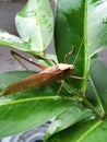 A grasshopper that is perched on the leaves of a guava tree