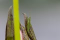 Grasshopper perched on a lotus flower