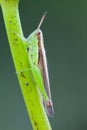 Grasshopper perched on a lotus flower