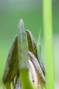 Grasshopper perched on a lotus flower