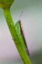 Grasshopper perched on a lotus flower