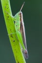 Grasshopper perched on a lotus flower