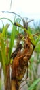 a grasshopper perched on a plant taking shelter from the rain