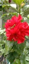 a grasshopper perched on a red flower looks very pretty