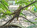 A Grasshopper perched on trunk of a tamarind tree