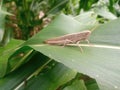 The grasshopper is perching on the corn leaves
