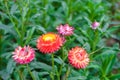 Grasshopper perching on pink Straw flowers in the garden. - Image Royalty Free Stock Photo