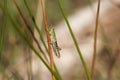 A grasshopper perching on a plant stem in a meadow in springtime. Royalty Free Stock Photo