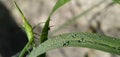 Grasshopper pest & x28;Leptocorisa oratorius& x29; perched on a leaf