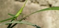 Grasshopper pest & x28;Leptocorisa oratorius& x29; perched on a leaf