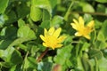 Grasshopper on pilewort flower