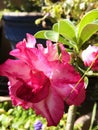 Pink Adenium