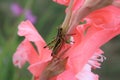 A grasshopper on a pink gladiolus flower