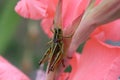 A grasshopper on a pink gladiolus flower