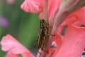 A grasshopper on a pink gladiolus flower