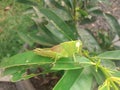 Grasshopper is a plant-eating animal, grasshopper with no wings