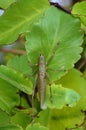 Grasshopper on plant leaf