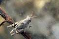 Grasshopper on plant Royalty Free Stock Photo
