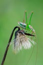 Grasshopper sitting motionless on dry flower