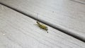 Grasshopper with poop or feces on wood surface