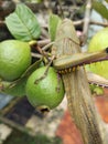 Grasshopper precedes to taste the delicious taste of guava..