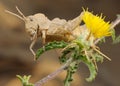Grasshopper on prickly flower