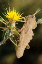 Grasshopper on prickly flower