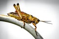 Grasshopper profile close up portrait Royalty Free Stock Photo