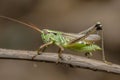 grasshopper ready to leap from a twig Royalty Free Stock Photo