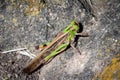 Grasshopper recharges energy in the sun Royalty Free Stock Photo