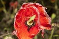 Grasshopper on red poppy flower