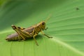 Grasshopper Royalty Free Stock Photo