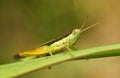 Grasshopper resting on the grass