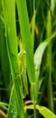 Grasshopper on rice farm