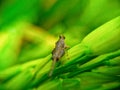 Grasshopper on rice