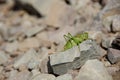 Grasshopper on Rock Royalty Free Stock Photo