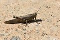 Grasshopper on a Rock Royalty Free Stock Photo