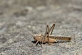 Grasshopper on rock Royalty Free Stock Photo