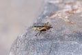 Grasshopper On Rock Royalty Free Stock Photo