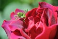 Grasshopper on a rose Royalty Free Stock Photo
