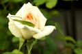 Grasshopper on a rose Royalty Free Stock Photo