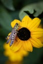 Grasshopper on a rudbeckia flower Royalty Free Stock Photo