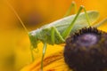 Grasshopper on Rudbeckia