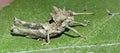 Grasshopper seen in urban stretch of the Atlantic Forest