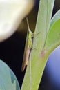 Grasshopper seen in urban stretch of the Atlantic Forest Royalty Free Stock Photo