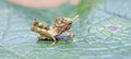 Grasshopper seen in urban stretch of the Atlantic Forest Royalty Free Stock Photo