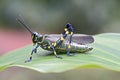 Grasshopper seen in urban stretch of the Atlantic Forest Royalty Free Stock Photo