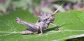 Grasshopper seen in urban stretch of the Atlantic Forest Royalty Free Stock Photo