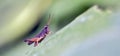 Grasshopper seen in urban stretch of the Atlantic Forest Royalty Free Stock Photo