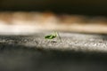 Grasshopper on sharpness line